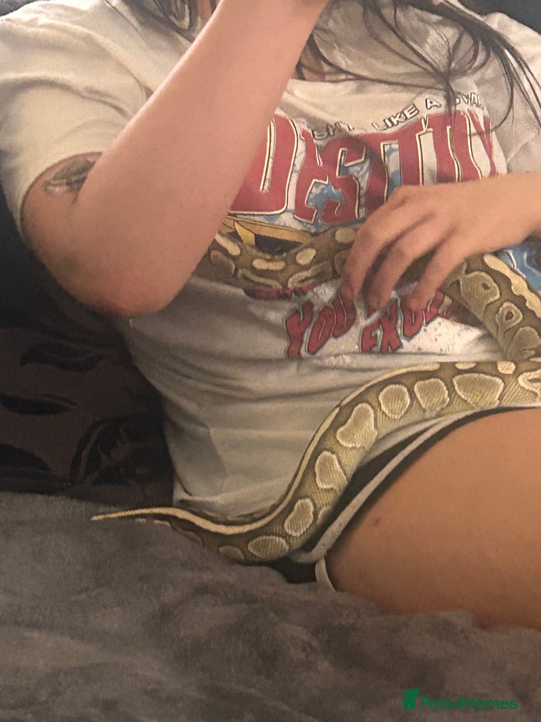 Python Snake reptiles for sale: Male royal python  - Image 3