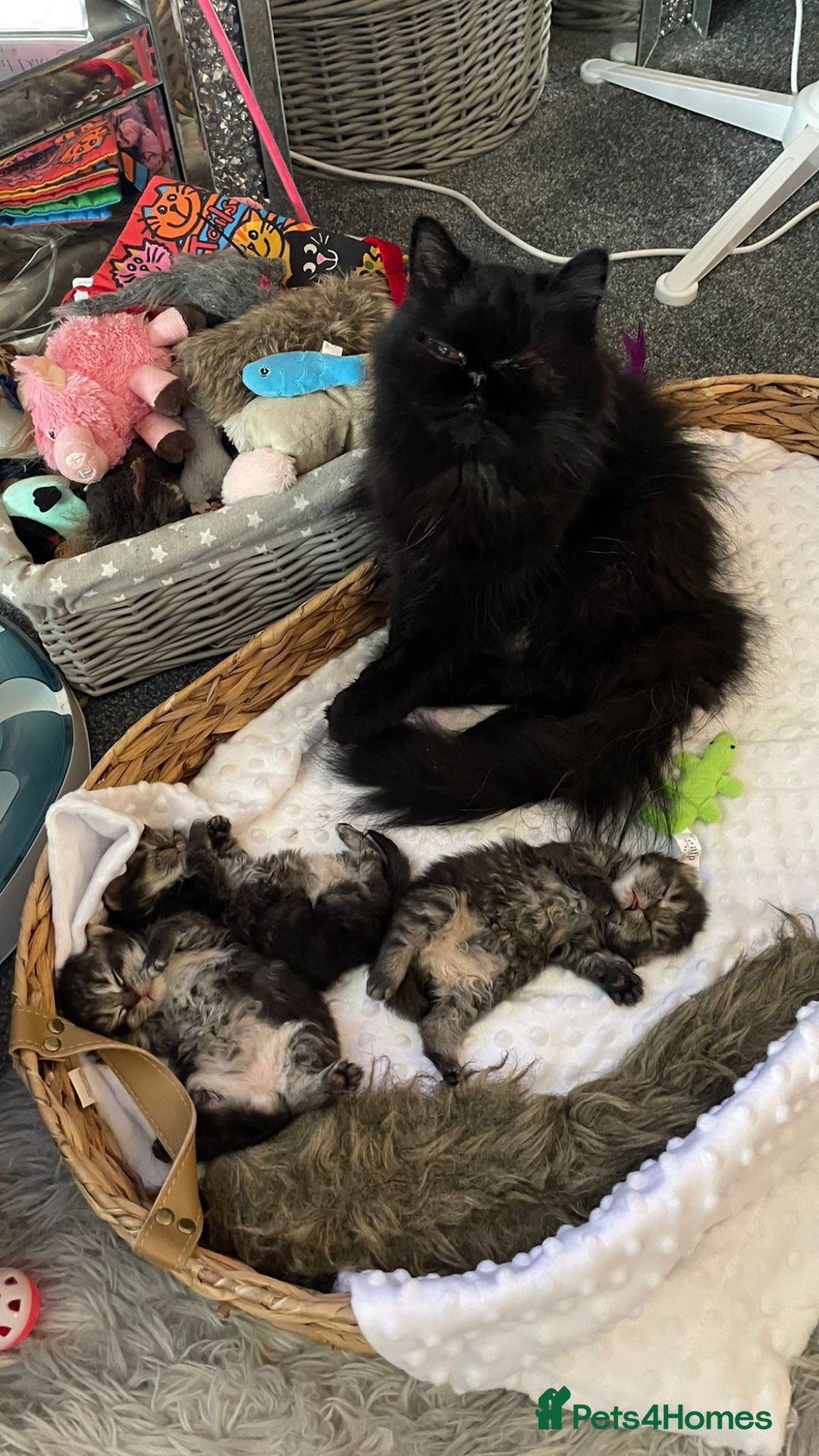 Mixed Breed cats for sale: Beautiful Persian Chinchilla cross kittens  - Image 2