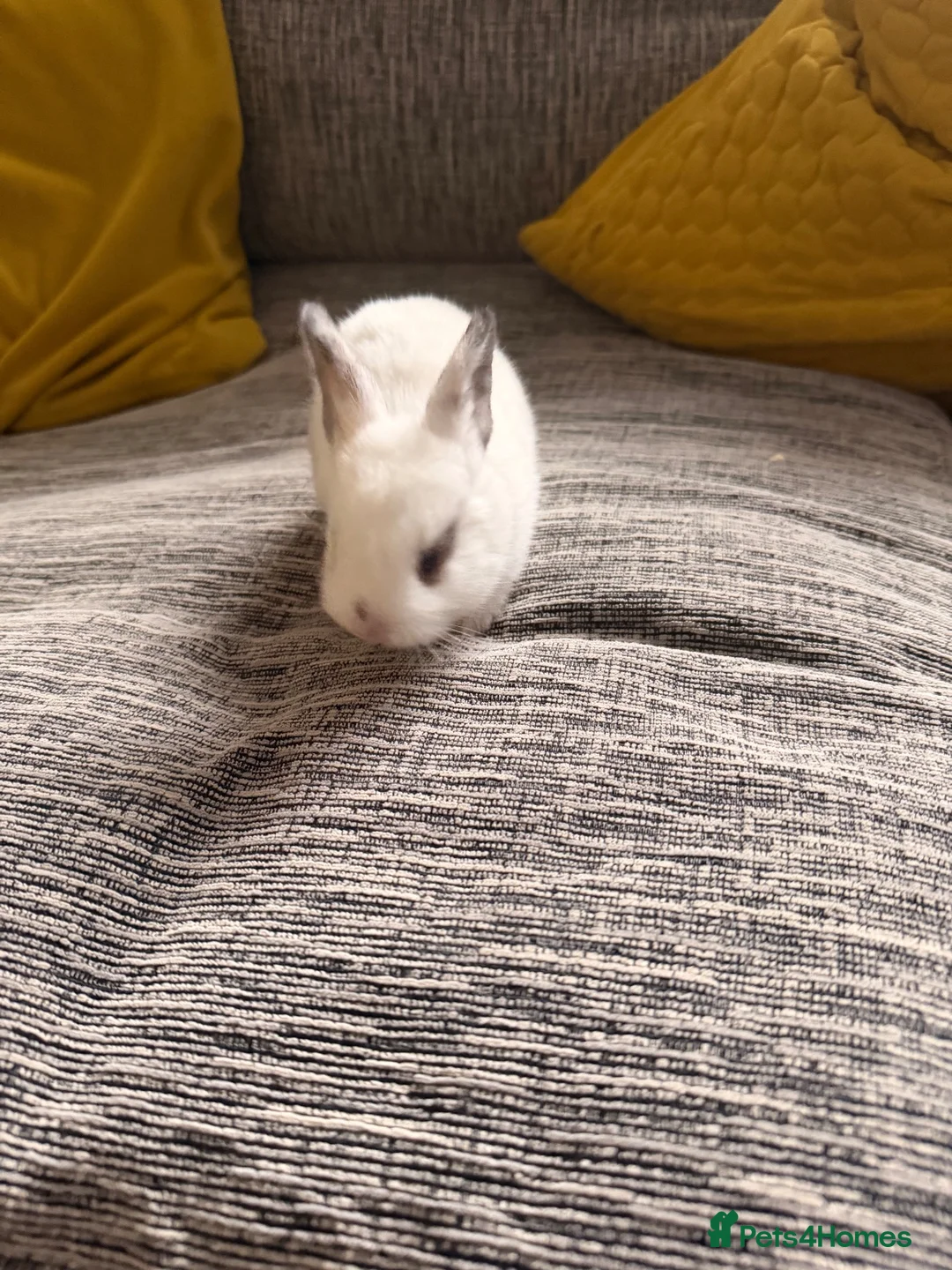 English Lop rabbits for sale: Baby bunnies for sale in Ulverston - Advert 8