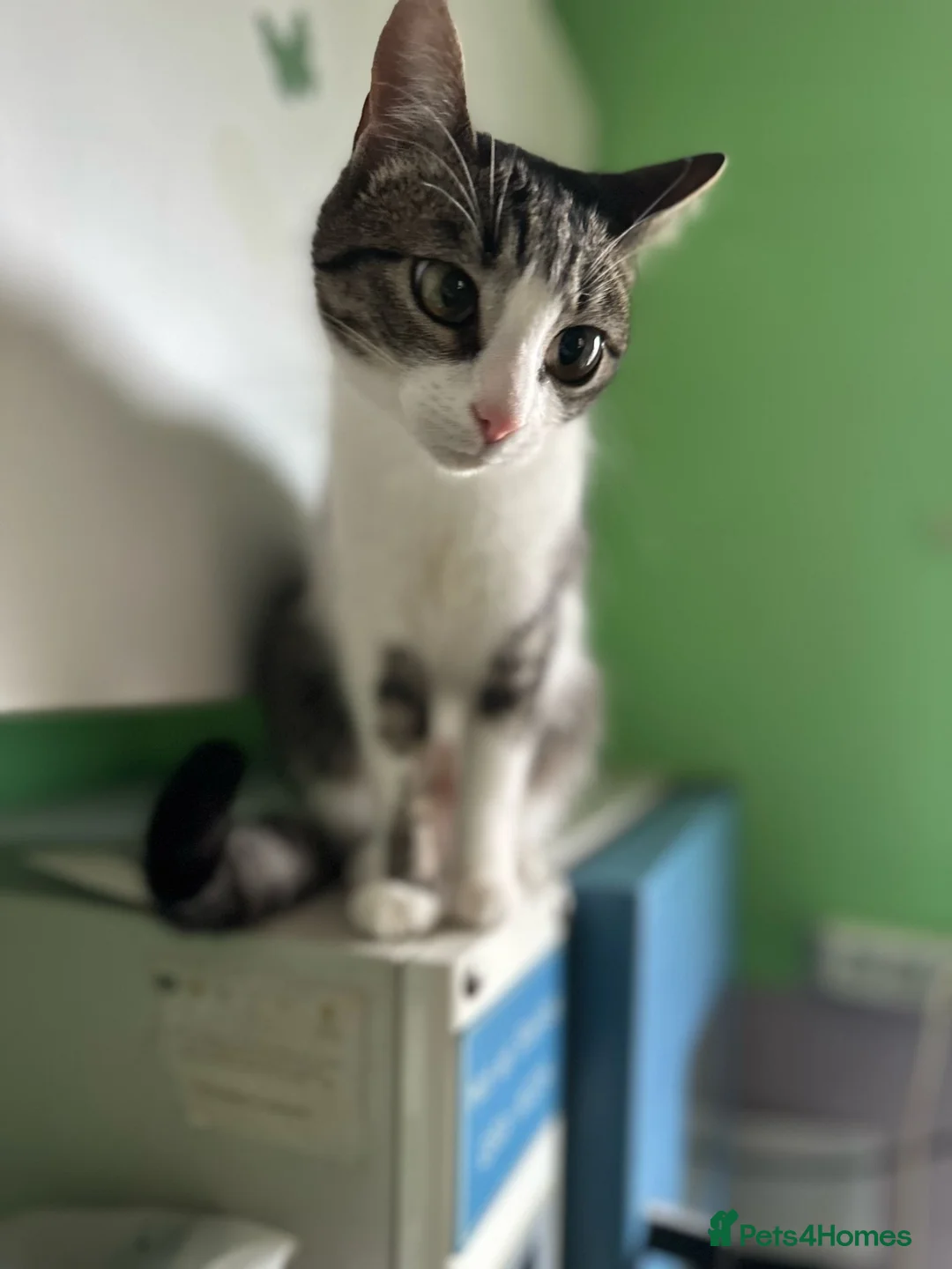 Mixed Breed cats for adoption: 🐾MALINA- a superb young girl, for a Loving Home🐾 - Advert 1