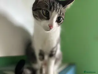 Mixed Breed cats 🐾MALINA- a superb young girl, for a Loving Home🐾 - Advert 10