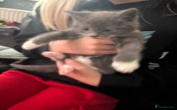 Mixed Breed cats for sale: Grey male kitten - Image 1