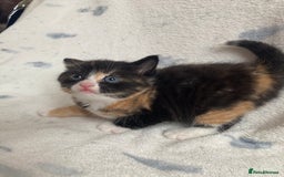 Maine Coon cats for sale: Main coon x  - Image 6