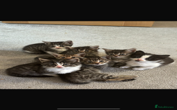Savannah cats for sale: F7 Savannah cats  - Image 2