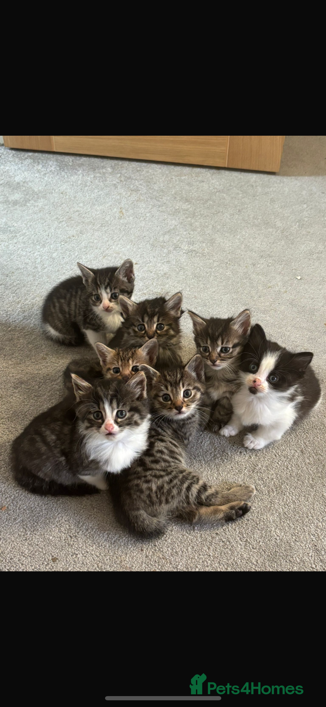 Savannah cats for sale: F7 Savannah cats  - Image 2