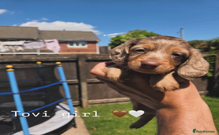 Miniature Dachshund dogs - Advert 1