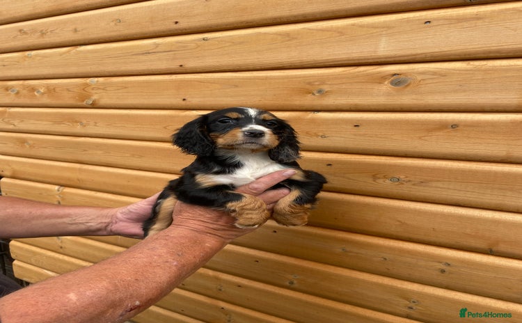 Cocker Spaniel dogs - Advert 8