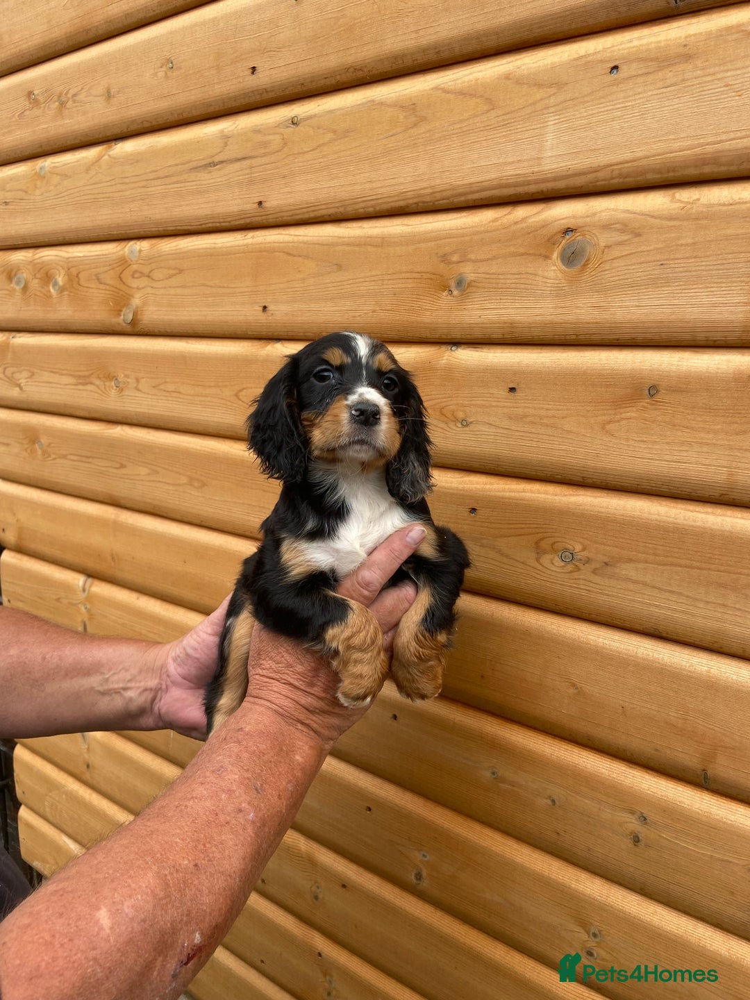 Cocker Spaniel dogs for sale: Cocker spaniel puppies  - Image 3