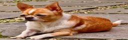 Chihuahua dogs for adoption: RHONDA – Chihuahua - Advert 3