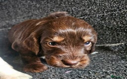 Cockapoo dogs for sale: Cockerpoo puppies F1  - Image 1