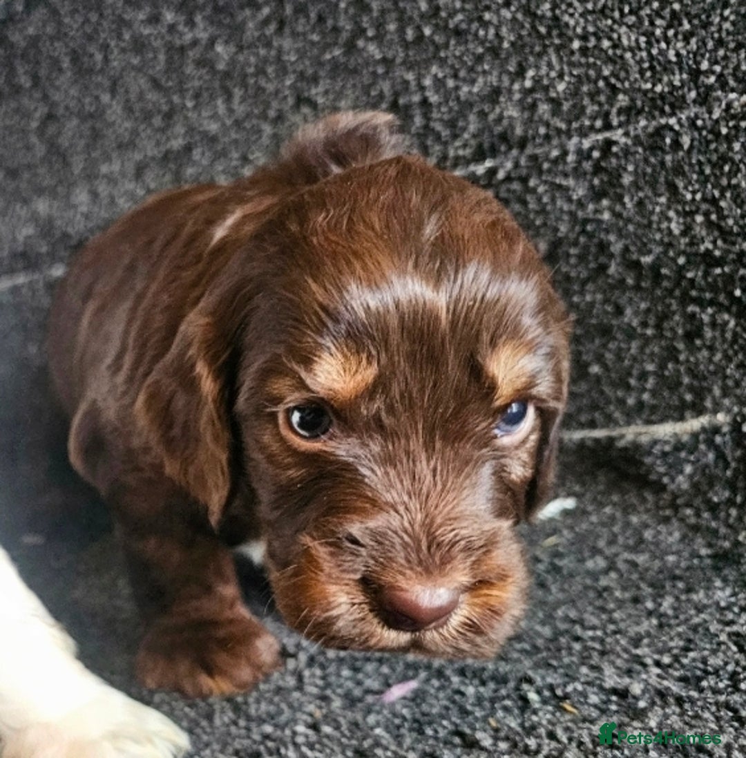 Cockapoo dogs for sale: Cockerpoo puppies F1  - Image 1