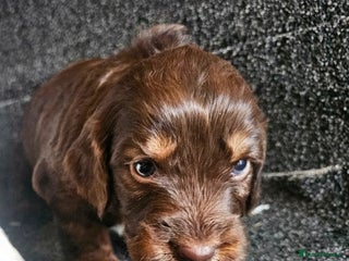 Cockapoo dogs for sale - Advert 1