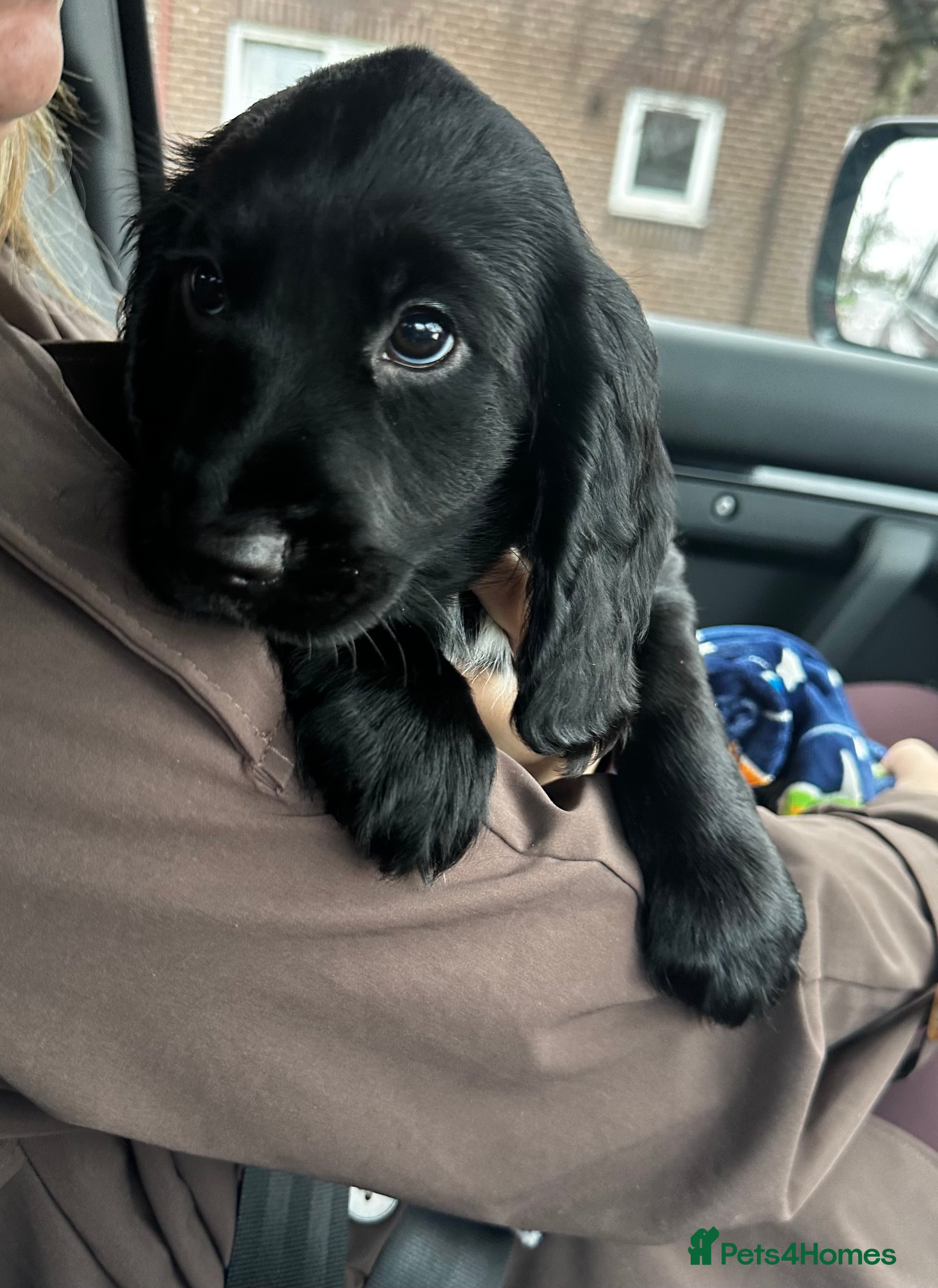 Cocker Spaniel dogs 13 week old cocker spaniel for sale  - Advert 2