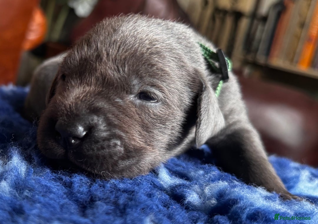 Labrador Retriever dogs for sale: Charcoal & Silver Labrador Puppies - Advert 5