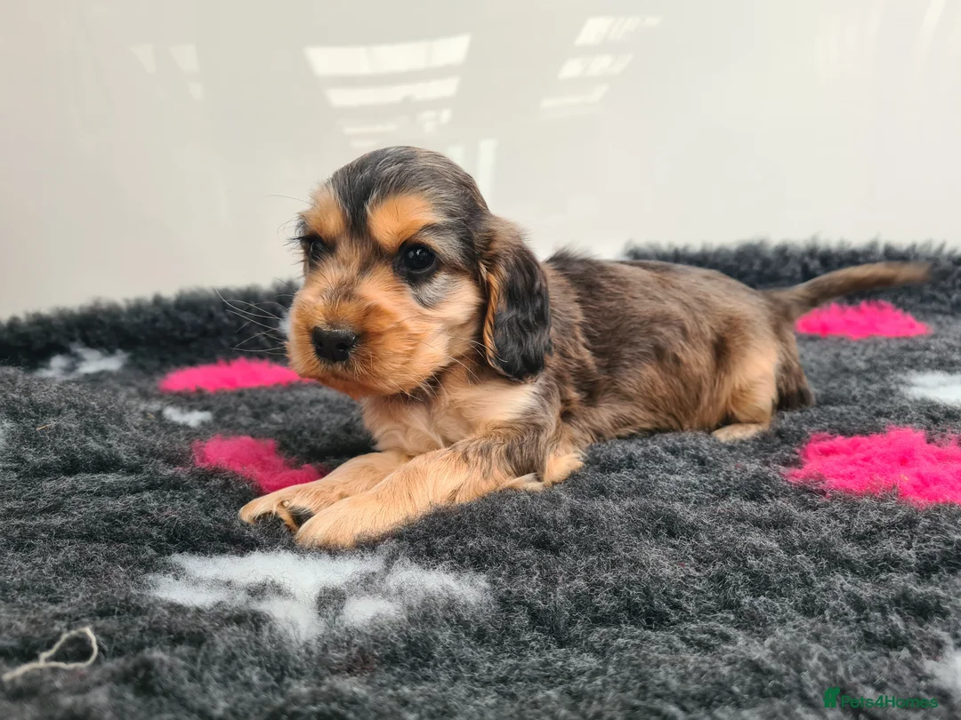 Cocker Spaniel dogs for sale: Sable Show Type Cocker Spaniels- KC reg - Advert 4