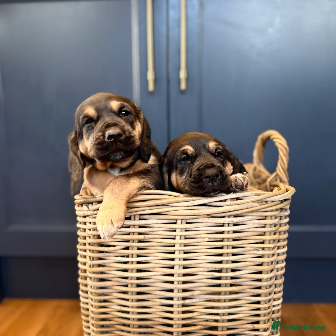 Bloodhound dogs for sale: Stunning Bloodhound puppies for sale in Bridgend - Advert 4