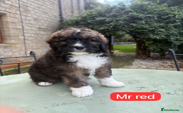 Mixed Breed dogs - Advert 1