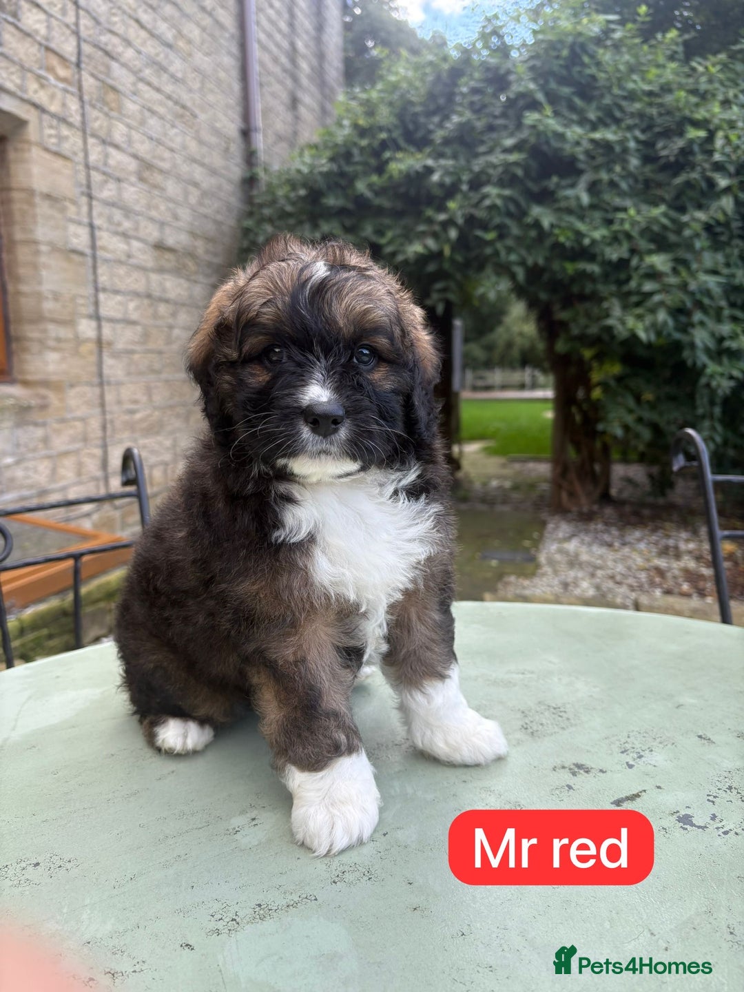 Mixed Breed dogs for sale: Outstanding Mini Saint Bernadoodle Puppies  - Image 11