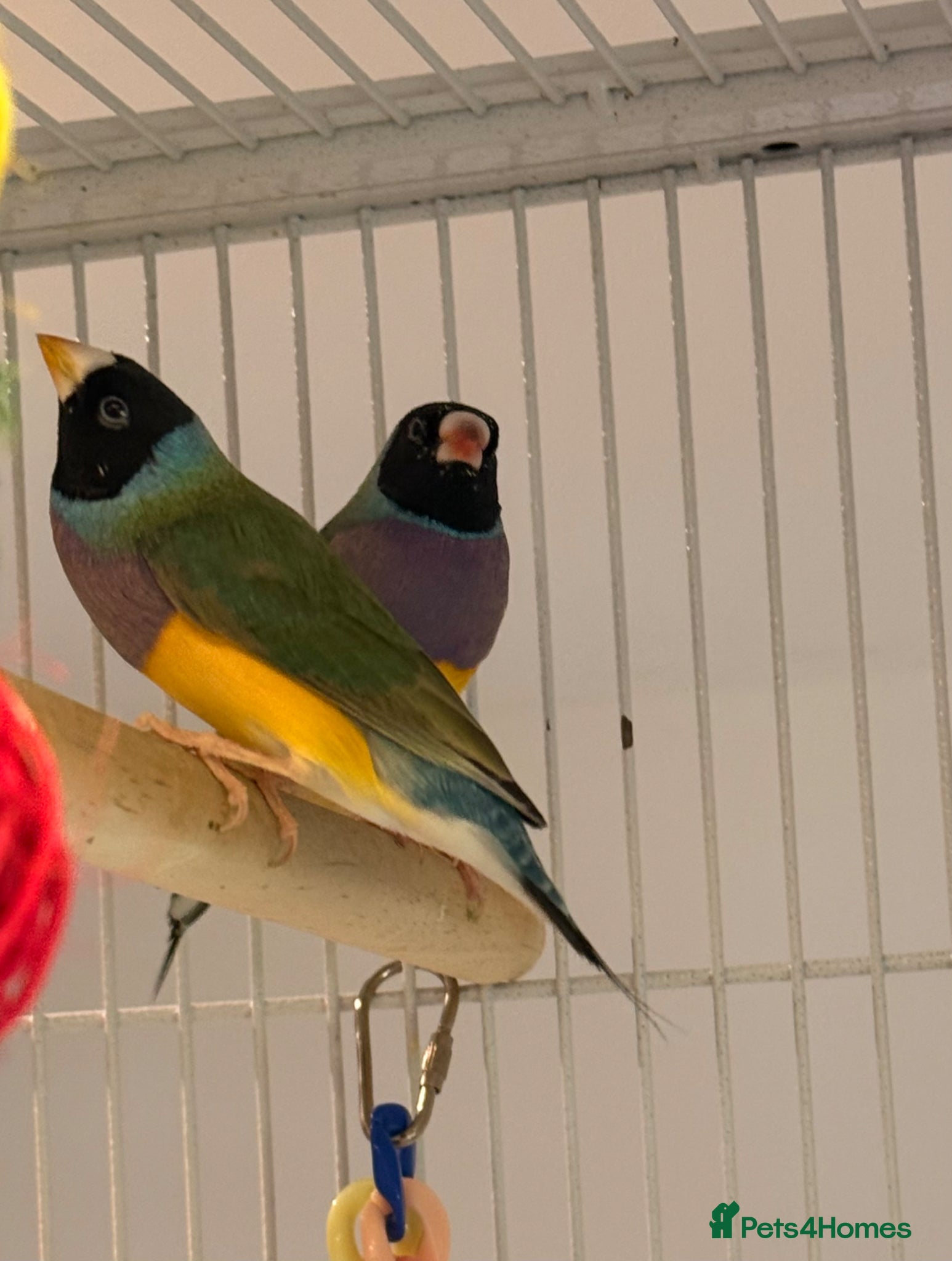 Finches birds for sale: 🐦 TOP QUALITY YOUNG MALE BLACKHEAD GOULDIANS — - Advert 7