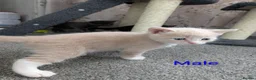 Mixed Breed cats for sale: Kittens for sale  - Advert 3