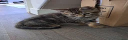 Mixed Breed cats for sale: 3 Beautiful Maine CoonXCalaco Kittens 1 Boy 2 Girl in Bridgnorth - Advert 3