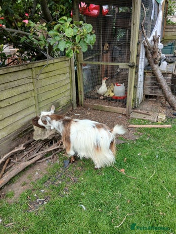 Goats livestock - Advert 6