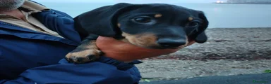 Miniature Dachshund Puppy 1 Sold