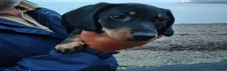 Miniature Dachshund dogs for sale: 4 dachshund puppies very cute  - Advert 20