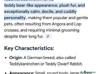 Mini Lion Lop rabbits Male teddywidder bunnies - Advert 4