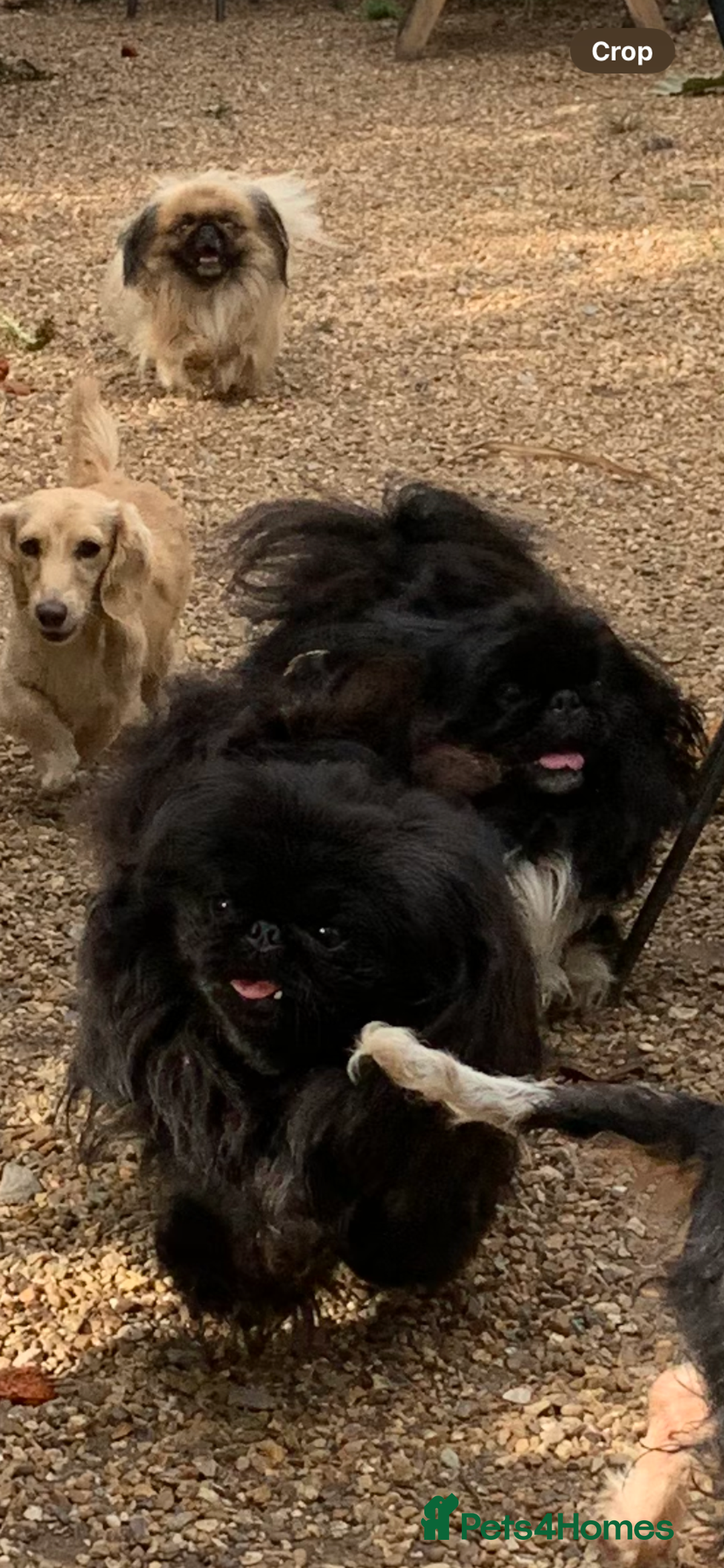 Pekingese dogs for sale: Top quality KC Reg Pekingese boys - Image 7