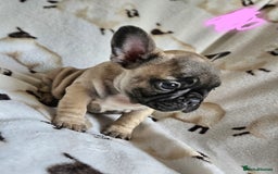 French Bulldog dogs for sale: 4 BEAUTIFUL french bulldog puppies from KC parents - Image 6