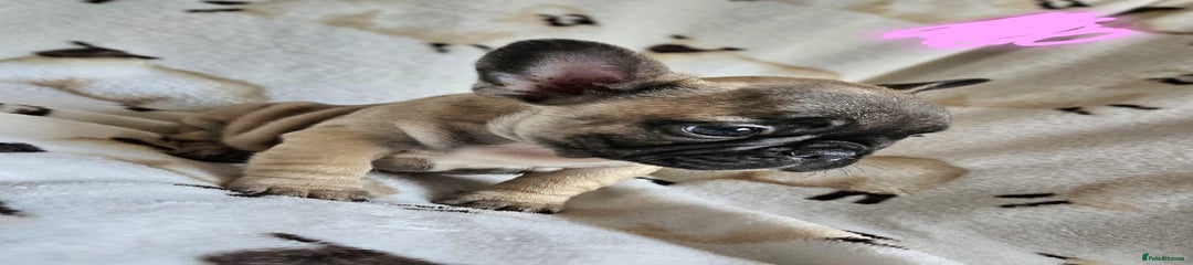 French Bulldog Puppy 3