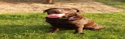 Labrador Retriever dogs for stud: Proven KC Chocolate Labrador for stud.NOT FOR SALE in Faversham - Advert 1