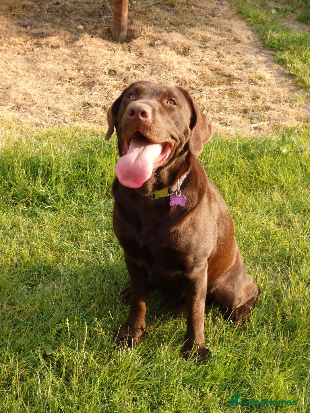 Labrador Retriever dogs for stud: Proven KC Chocolate Labrador for stud.NOT FOR SALE in Faversham - Advert 1