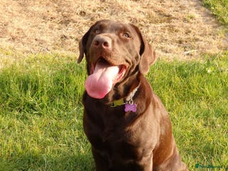 Labrador Retriever dogs Proven KC Chocolate Labrador for stud.NOT FOR SALE in Faversham - Advert 5