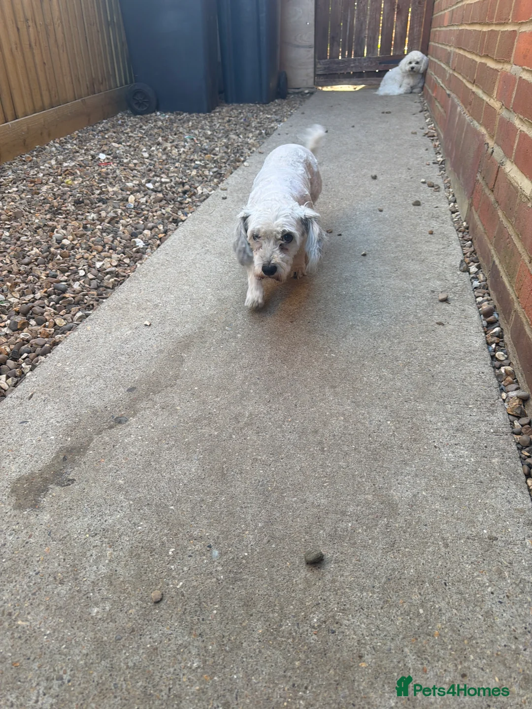 Mixed Breed dogs for sale: Dogs  - Advert 2