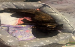 Domestic Shorthair cats for sale: 2x black kittens  - Image 4