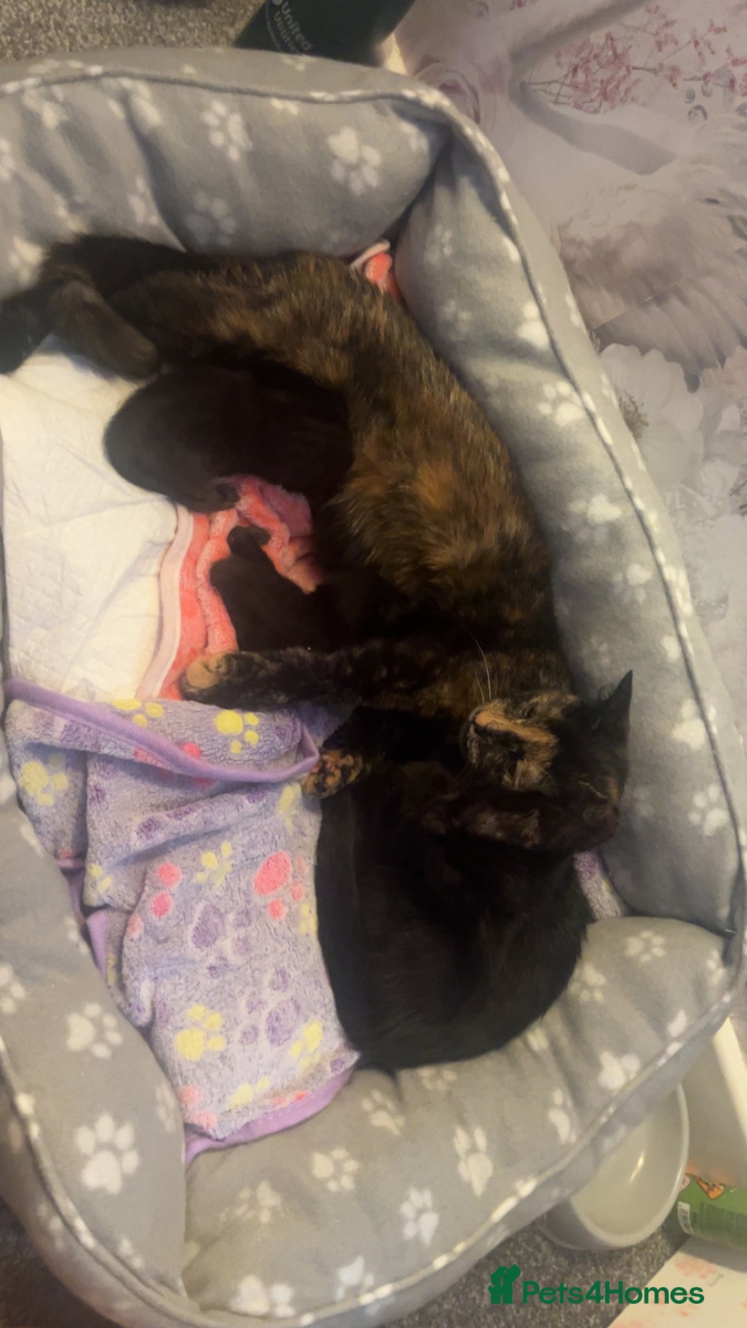 Domestic Shorthair cats for sale: 2x black kittens  - Image 4