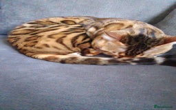 Bengal cats for stud: For Sale Amazing Stud Bengal Male TICA reg litters in Durham - Image 16