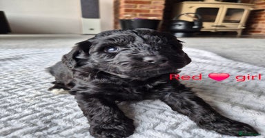 Cockapoo dogs - Advert 4