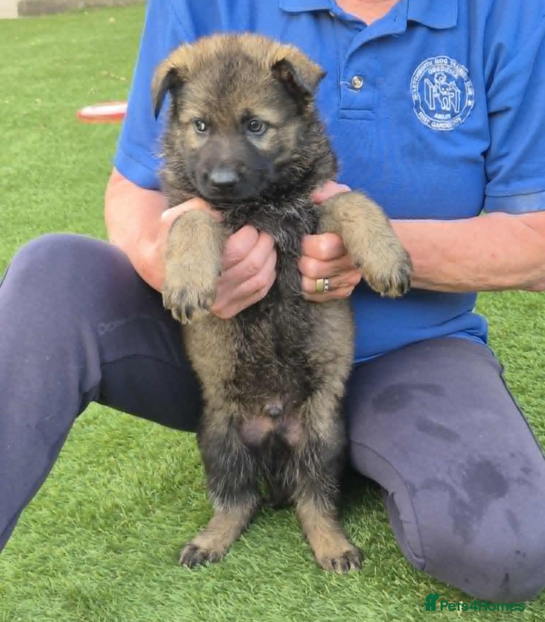 German Shepherd dogs for sale: Super Working Line German Shepherd Puppies - Image 8