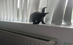 Domestic Shorthair cats for sale: Playful male kitten - Image 2