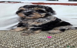 Labradoodle dogs for sale: 7 labradoodle puppies for sale - Image 1