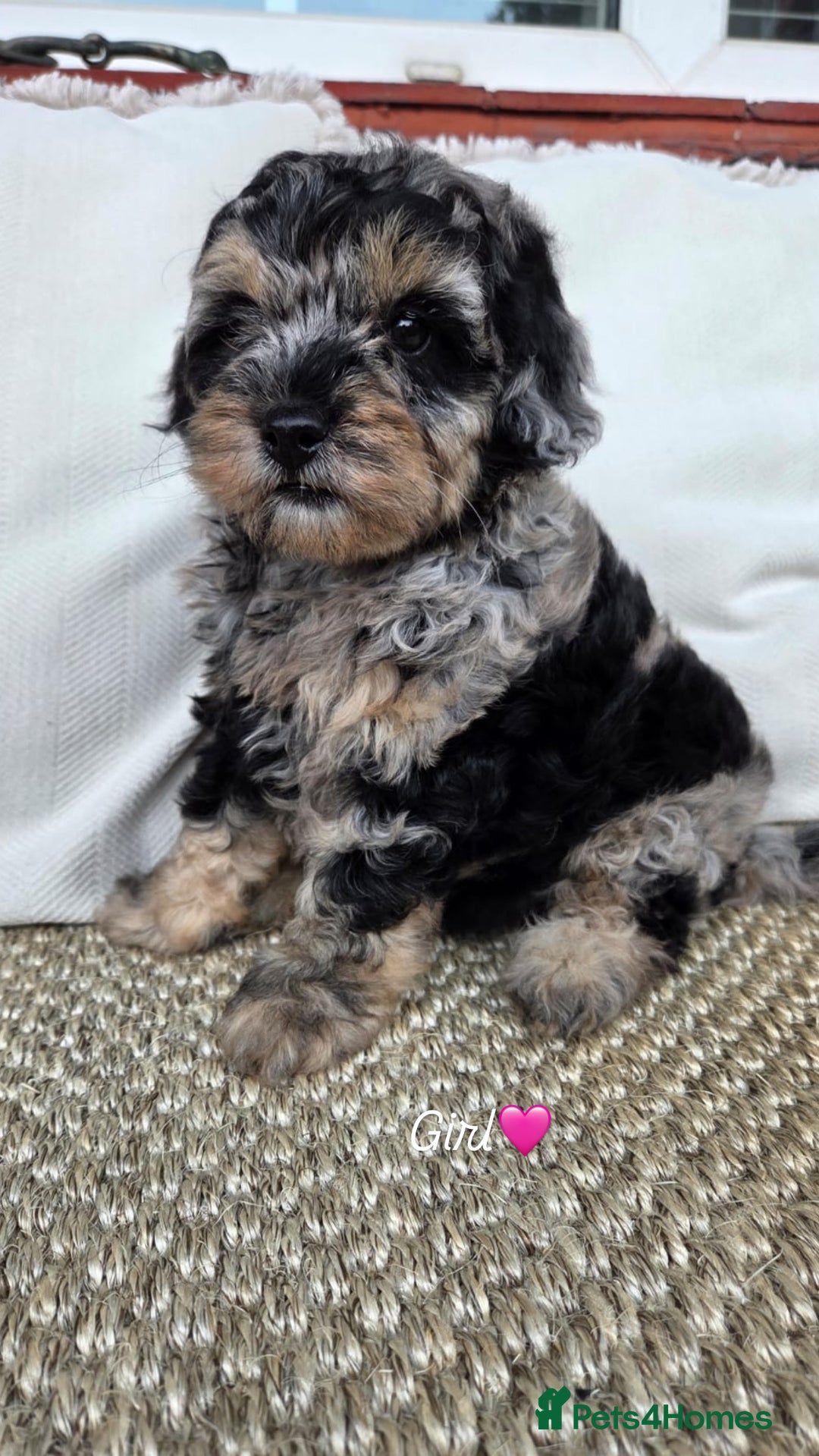 Labradoodle dogs for sale: 7 labradoodle puppies for sale - Image 1