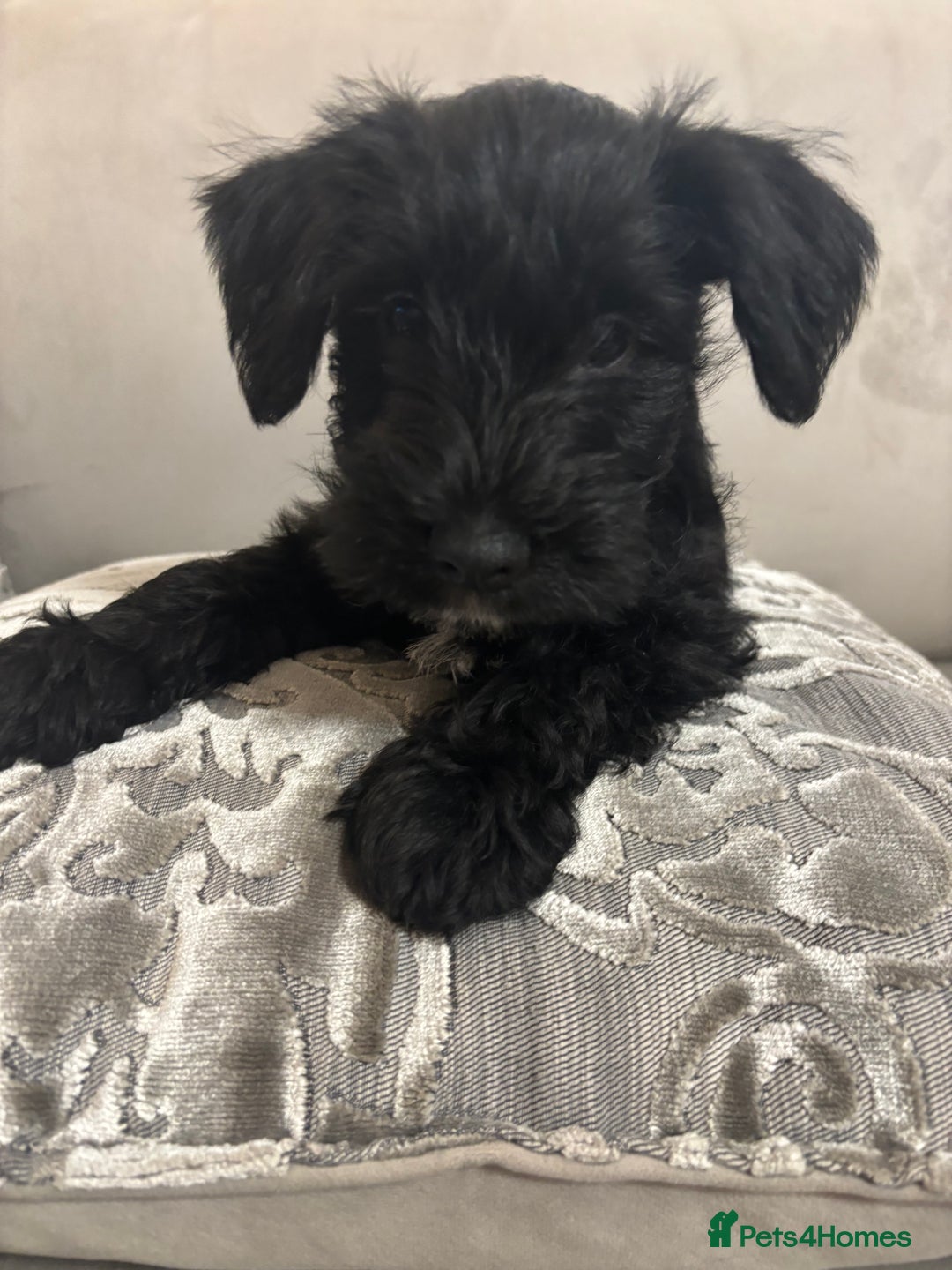 Miniature Schnauzer dogs for sale: Miniature Schnauzer puppies KC Reg - Image 4