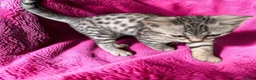 Bengal cats for sale: Smoke Boy Available for his forever home  - Advert 12