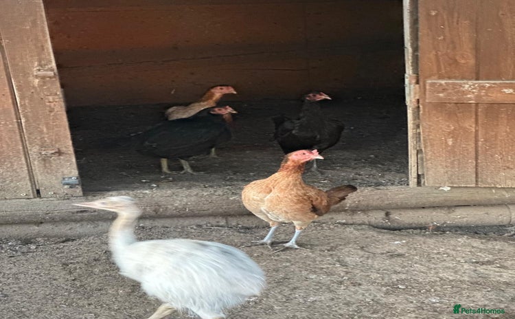 Chickens poultry - Advert 3