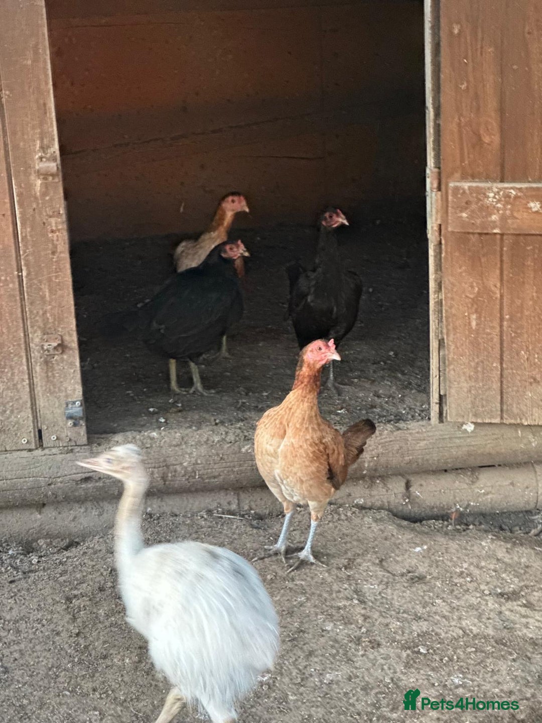 Chickens poultry for sale: Old English Game - Image 1