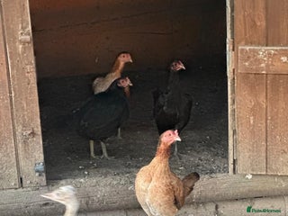 Chickens poultry - Advert 13