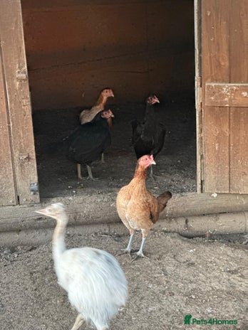Chickens poultry - Advert 4